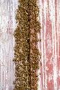 Bee nest on a Barn