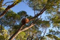 Bee nest on a tree in Isalo National Park, Madagaskar Royalty Free Stock Photo