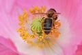 Bee Nestled in Pink Petaled Poppy Flower 03 Royalty Free Stock Photo