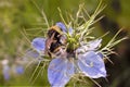Bee and Nigella flower Royalty Free Stock Photo