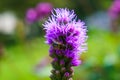 Bee on a not quite blooming flower Allium `Purple Sensation