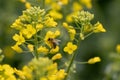 Bee on oilseed rape. Honeybee takes pollen from the yellow rapeseed flower