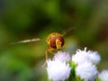 Bee one the plant macro photography Royalty Free Stock Photo