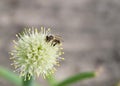 Bee on onion flower Royalty Free Stock Photo