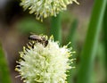Bee on onion flower Royalty Free Stock Photo