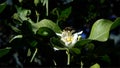 Bee on orange blossom collects nectar. Bees on tree flower Royalty Free Stock Photo