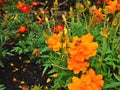 Bee and orange cosmos sulphureus