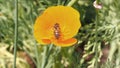 Bee with orange eschscholzia