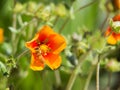 Bee on a orange flower in a beautiful garden Royalty Free Stock Photo