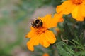 Bee in an orange flower Royalty Free Stock Photo