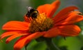 Bee on orange flower