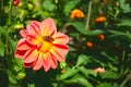 Bee on orange flower in grass in sun light view from above from top Royalty Free Stock Photo