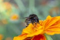 Bee on orange flower isolated on green blurred background. Close up of large striped bee collects honey on yellow flower