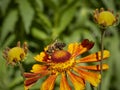 A bee on an orange helenium flower collects nectar.