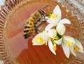 Bee on orange tree flowers collecting honey