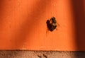 Bee on orange wall basks in the sun Royalty Free Stock Photo