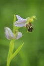 Bee orchid in bloom