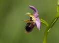 Bee Orchid