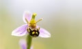 Bee Orchid Ophrys apifera