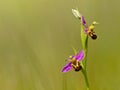 Bee orchid (Ophrys apifera) Royalty Free Stock Photo