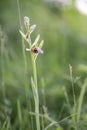 Bee orchid, Ophrys apifera, budding and flowering plant Royalty Free Stock Photo