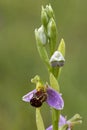 Bee Orchid Royalty Free Stock Photo