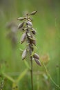 Bee orchid, Ophrys apifera, seed pods Royalty Free Stock Photo