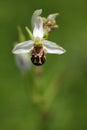 Bee Orchid, Ophrys apifera, flowering European terrestrial wild orchid, nature habitat, detail of two beautiful bloom, green clear