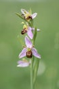 Bee orchid, Ophrys apifera, flowering in moor