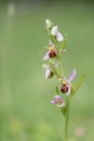 Bee orchid, Ophrys apifera, flowering plant with buds Royalty Free Stock Photo