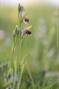 Bee orchid, Ophrys apifera, flowering plant Royalty Free Stock Photo