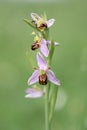 Bee orchid, Ophrys apifera, flowering plant in full colour Royalty Free Stock Photo