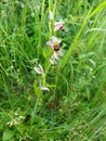 Bee Orchid - Ophrys apifera, Norfolk, England, UK