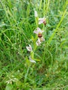 Bee Orchid - Ophrys apifera, Norfolk, England, UK