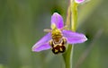 Bee Orchid (Ophrys apifera)