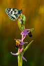 Bee Orchid, Ophrys apifera, pink and violet orchid and white butterfly, flowering European terrestrial wild orchid, nature habitat Royalty Free Stock Photo