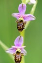 Bee orchid flower close-up