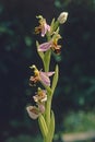 bee orchid plant in blooming, Ophrys apifera Orchidaceae Royalty Free Stock Photo