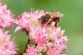 Bee on orpine flower Royalty Free Stock Photo