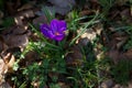 Bee over Crocus flower Royalty Free Stock Photo