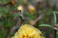 Bee over a flower Royalty Free Stock Photo