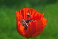 Bee over poppy flower Royalty Free Stock Photo