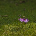 Bee over purple crocuses Royalty Free Stock Photo