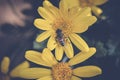 Bee over yellow flower Royalty Free Stock Photo