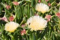 Bee overflying flowers