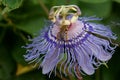 Bee on a Passion Flower Royalty Free Stock Photo