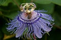 Bee on a Passion Flower Royalty Free Stock Photo