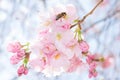 Bee on pastel pink flowers of spring blossoming apple tree