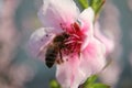 Bee On Pink Peach Blossom Stamens ,Macro