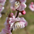 Bee and peach blossom